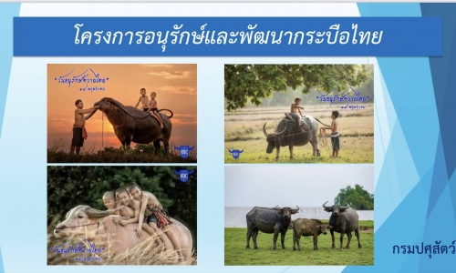 ประชุม "โครงการอนุรักษ์และพัฒนากระบือไทย"